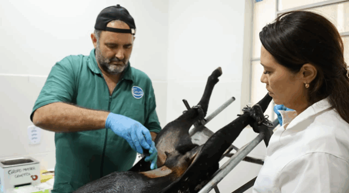 Casa Nova avança em programa de melhoramento genético e realiza 28 implantes de embriões de ovinos