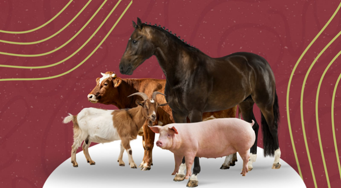 Prefeitura de Lagoa Grande alerta sobre lei que proíbe animais soltos em vias públicas