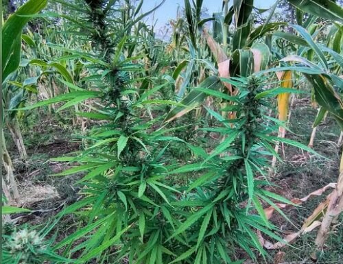 PM erradica cerca de 22 mil pés de maconha em Curaçá