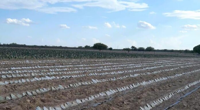 Assistência técnica ofertada pela prefeitura impulsiona produção de palma para alimentação animal em Petrolina