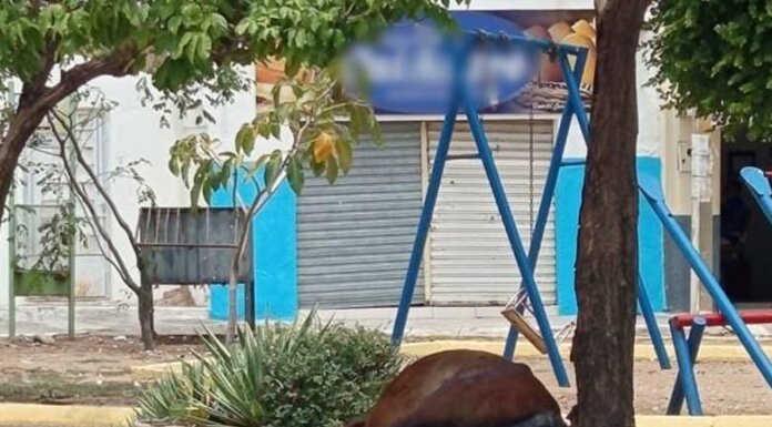 Cavalo é encontrado morto na Praça do Alto do Cruzeiro