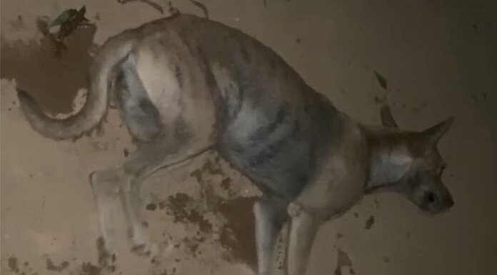 Morador denuncia envenenamento de cães no povoado de Gangorra, Salitre, em Juazeiro