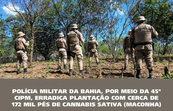 45ª CIPM ERRADICA PLANTAÇÃO COM CERCA DE 172 MIL PÉS DE MACONHA NA ZONA RURAL DE ABARÉ