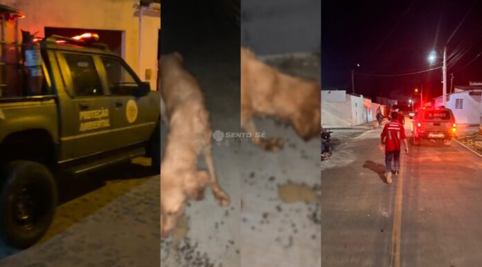 Ataque de abelhas deixa animais em estado grave e assusta moradores em Sento Sé