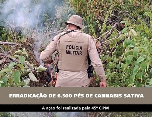 PMBA erradica 6.500 pés de Cannabis sativa em Curaçá