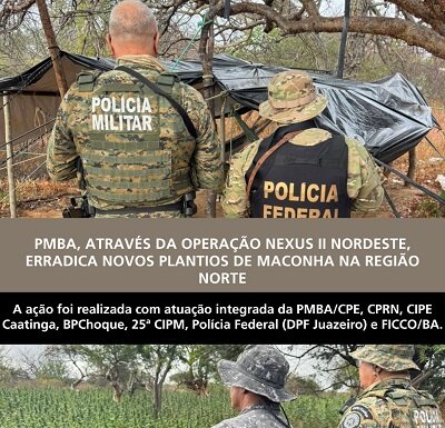 Operação Nexus II Nordeste erradica novos plantios e apreende cerca de 27 mil pés de maconha em Casa Nova