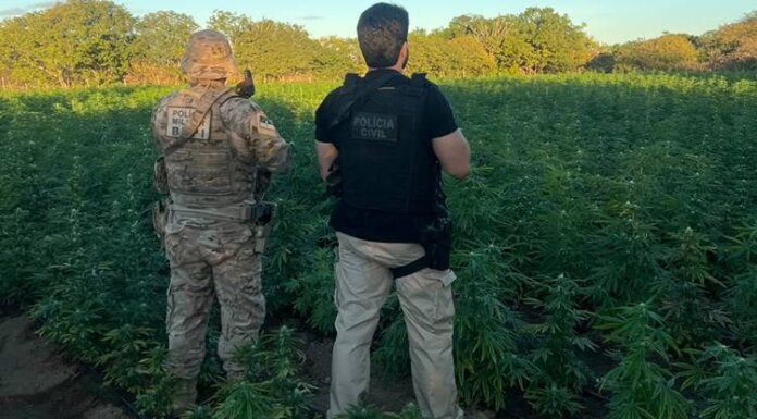 Ação policial erradica quase 56 mil pés de maconha na Zona Rural de Cabrobó