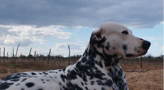 Cachorro é morto a tiros e queimado em Santa Maria da Boa Vista; suspeito é identificado