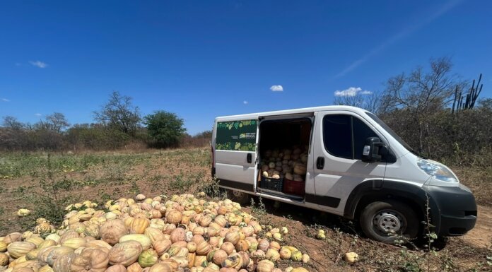 É mais ações! Prefeita Catharina Garziera reforça combate à fome com distribuição de 4 toneladas de abóbora para famílias de Lagoa Grande
