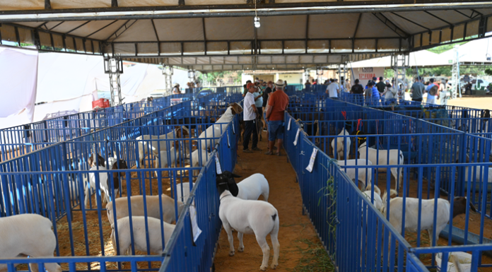 17ª Feira do Bode de Massaroca movimenta R$ 56 mil e celebra a força do campo e da economia em Juazeiro