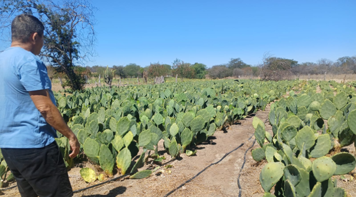 110 poços foram perfurados na zona rural de Petrolina
