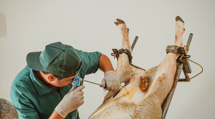 Gestão Anisio Viana investe no Melhoramento Genético de ovinos com inseminação e transferência de embriões